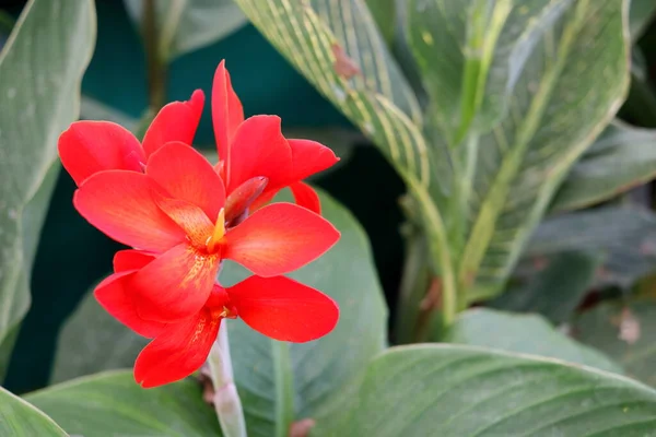 Método Sangrado Flor Roja Brillante Canna Canna Lirio Floreciendo Racimo —  Fotos de Stock
