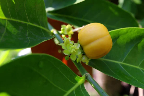 Młode Zielone Owoce Sztucznej Lipy Gałęzi Obok Dojrzałych Owoców Ciemnozielonymi — Zdjęcie stockowe