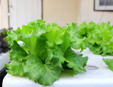 Beyaz köpük kutusunda büyüyen Frillice buzdağı marulu. Hidrofonik bitki yetiştirme..