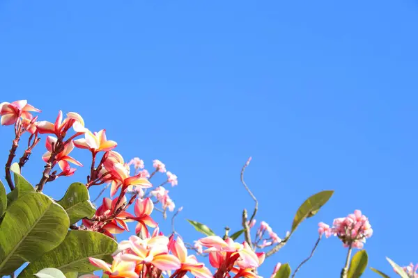 Pink White Plumeria Flowers Frangipani Blooming Branch Bright Blue Sky — Stock Photo, Image