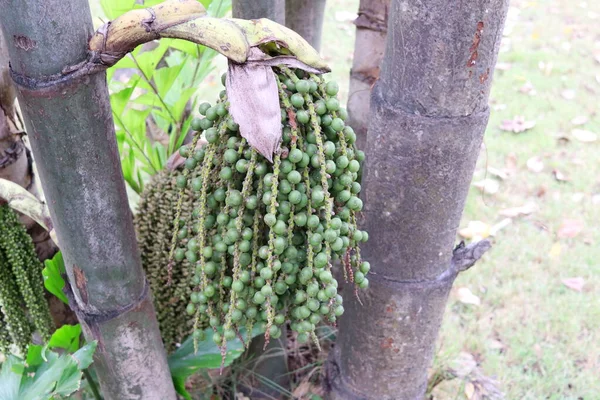 Jeunes Fruits Verts Caryota Uens Arbre Fishtail Palm Sur Tas — Photo