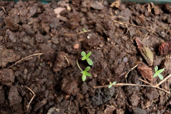 Korzenie Liśćmi Kotyledonu Konopi Indyjskich Lub Marihuany Rosnącymi Ciemnej Glebie — Zdjęcie stockowe