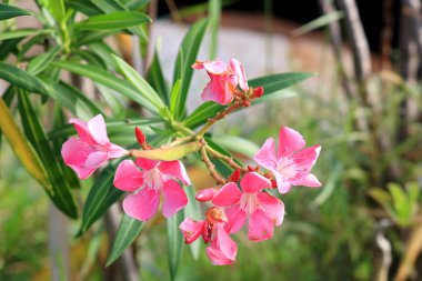 Parlak pembe Nerium Oleander çiçekleri doğada tomurcuklanıyor ve yemyeşil yapraklar açıyor. Diğer isim Oleander, mis kokulu zakkum, Rose Bay veya Sweet zakkum..