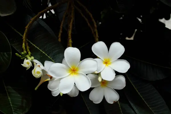 Beyaz Tesisatçı Frangipani Çiçekleri Tomurcuklanıyor — Stok fotoğraf