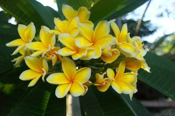 Λαμπερά Κίτρινα Λουλούδια Frangipani Ανθίζουν Τσαμπί Και Πράσινα Φύλλα — Φωτογραφία Αρχείου