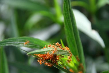 Kırmızı karıncalar yeşil yapraklar üzerine karınca yuvası yapmaya başlar, Tayland.