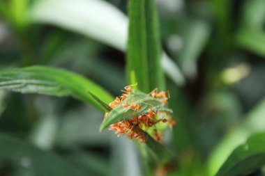 Taze yeşil yapraklar üzerinde kırmızı karıncalar Tayland, bitki üzerinde yuva yapıyor..