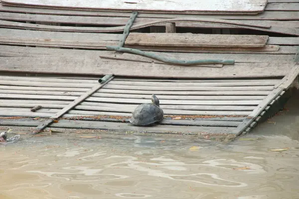 Thai turtle on old and dirty wood plank platform beside water, Thailand.