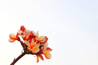 Beyaz Plumeria ya da Frangipani çiçekleri ve tomurcukları, portakal renkli akşam ışığı ve beyaz gökyüzü arkaplanıyla dalda çiçek açar..