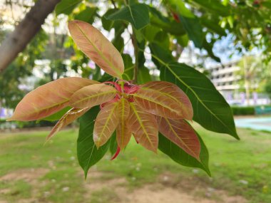 Genç Tayland incir ağacı yaprakları dalda yetişiyor. Genç yaprak açık kahverengi ve damarlar açık yeşil.