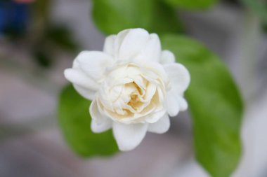 Kapalı Tayland yasemin çiçeğinin demet ve yapraklarla açtığı.