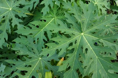 Tayland 'da en tepedeki ağaç papaya yeşil yapraklarının manzarası.