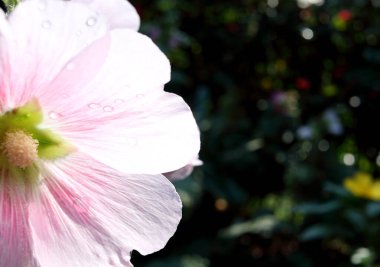 Açık pembe Hollyhock çiçeğinin yarısını kapatın. Doğada açan güneş ışığıyla birlikte..