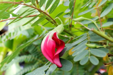 Sesbania Grandiflora 'nın parlak kırmızı çiçeği Tayland' da yeşil bir izin dalında çiçek açıyor..