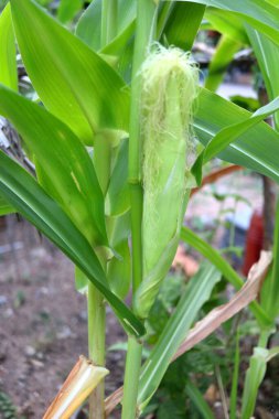 Baby corn growing on stem with green leaves. clipart