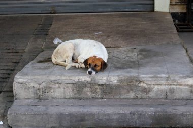 Kirli beyaz köpeğin siyah ve kahverengi yüzü Tayland 'da gri beton kaldırımda ve merdivenlerde uyuyor..