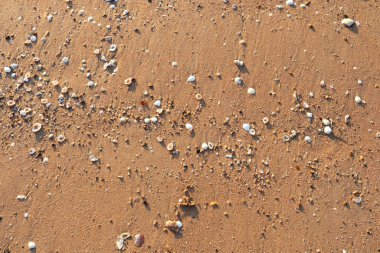 Pürüzsüz yüzey kumları ve beyaz deniz kabukları. Güneş ışığı manzaralı..