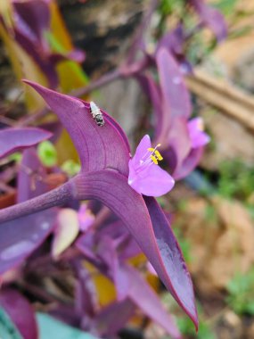 Mor Kalp 'in ya da Tradescantia pallida çiçeğinin çiçek açmasının yanında. Başka bir isim Mor örümcek otu, Mor kraliçe, Mor safrea.