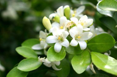 Beyaz çiçekleri kapatın Murraya paniklesin ya da Orange Jasmine Tayland 'da çiçek açsın. Çin Kutu Ağacı, Çin Kutu Odunu, Turuncu Jessamine ve Andaman Satinwood..