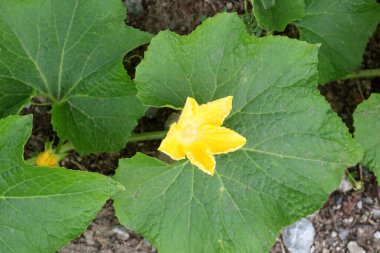 Benincasa hispida 'nın parlak sarı çiçeğini kapat ya da Tayland' da yeşil yaprağın üzerinde çiçek açan kış kabağını. Bir diğer isim de Kış kavunu, Balmumu kabağı, Beyaz kabak, Kül kabağı veya Prerseving kavunu..