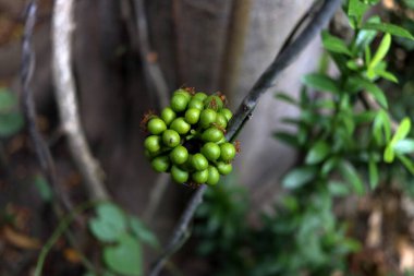 Young green fruits of Tiliacora triandra or Bai yanang on branch in nature in Thailand.