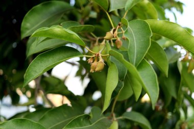 Genç olgunlaşmamış meyveler Mimusops elegi veya Mermi odunu Tayland 'da yapraklarla yetişiyor. Bir diğer isim de Bullet Cherry, Spanish cherry, Bokul veya Medlar..