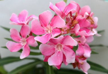 Açık pembe Neryum zakkum, yeşil yapraklı ve beyaz arkaplanlı dalda çiçek açıyor. Başka bir isim Oleander, tatlı zakkum, Rose Bay ve mis kokulu zakkum..