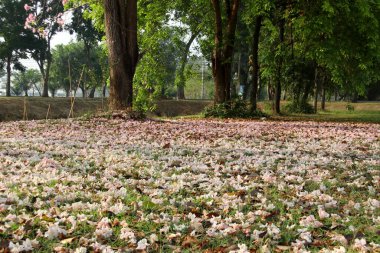 Tabebuia rosea ya da Pembe Tekoma çiçekleri Tayland 'da sabah yere düşer. Başka bir isim Pembe Trompet Ağacı veya Gül Trompet Ağacı.