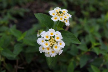 Yeşil yapraklarla açan beyaz Lantan Camara manzarası. Başka bir isim Ağlayan Lantana, Beyaz adaçayı, Altın Kumaş, Çit Çiçeği ve Batı Hindistan lantana.