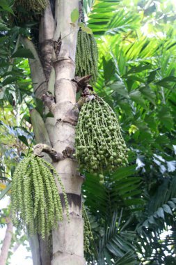 Yeşil meyveli Caryota idrarı ya da Tayland 'da sallanan balık kuyruklu palmiye. Bir diğer isim de Birmanya balık kuyruğu palmiyesi, kümelenmiş balık kuyruğu palmiyesi, balık kuyruğu palmiyesi..