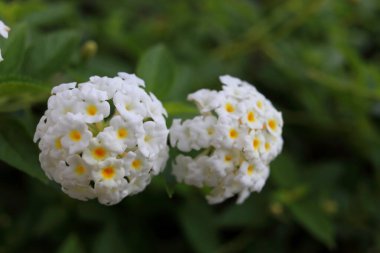 Lantana Camara 'nın beyaz çiçekleri bir demet yeşil arka planda çiçek açıyor. Başka bir isim Ağlayan Lantana, Beyaz adaçayı, Altın Kumaş, Çit Çiçeği ve Batı Hindistan lantana.