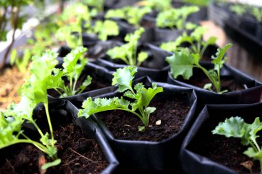 Siyah plastik torbada büyüyen lahana tohumu..