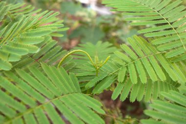 Genç ağacın tepesinde tırmanan boynuz ya da Tayland 'da yetişen Acacia pennata.