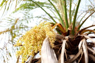 Yakından bak Phoenix Roebelenii 'nin çiçek demetlerine. Bir diğer isim de cüce hurma palmiyesi, cüce hurma palmiyesi, minyatür hurma palmiyesi veya Robellini palmiyesidir..