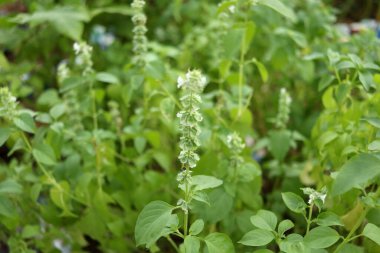 Ocimum sitriodourum ya da Tayland limonlu fesleğen çiçekleri Tayland yapraklarının üzerinde çiçek açıyor. Başka bir isim. Haşlanmış fesleğen, limon fesleğeni ya da kıllı fesleğen..