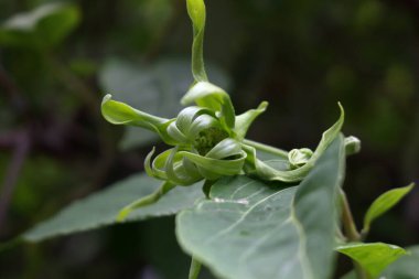 Genç Cananga kokuları Tayland 'da yapraklarla çiçek açıyor. Bilinen adı Parfüm Ağacı, Cananga, Kokulu Kananga, Macassar Petrol Fabrikası, Ilang-ilang veya Cüce Ylang-ylang.