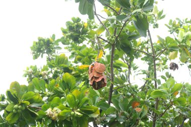Doğadaki Calophyllum inofillum yapraklarından yapılmış kahverengi karınca yuvası. Başka bir isim İskenderiye defne, Bornero maun ve güzel yaprak ve Hint Laurel.