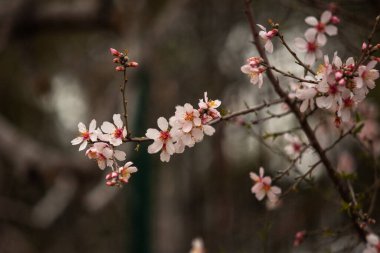 Güzel kiraz çiçeği sanatsal arka plan, yakın plan ve seçici odak