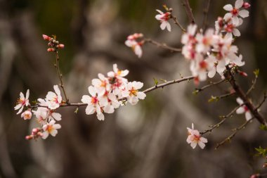 Güzel kiraz çiçeği sanatsal arka plan, yakın plan ve seçici odak