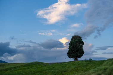 Gökyüzü manzaralı, yalnız ağaç, mavi bulutlu gökyüzü