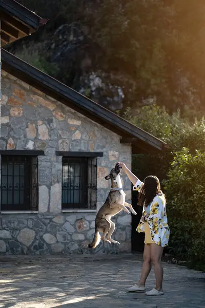 Yaz bahçesinde zıplamak için köpek eğiten kadın, sıcak akşam ışığı, taş ev arka planı, seçici odaklanma.