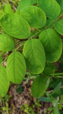 Makro güzel yeşil flora