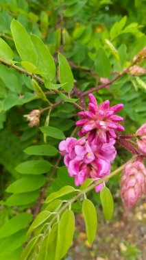 Makro güzel yeşil flora