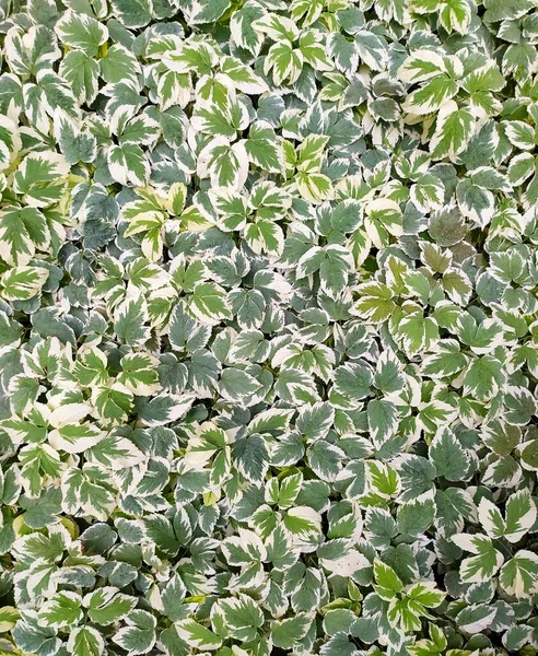 Makro Piękna Zielona Flora — Zdjęcie stockowe