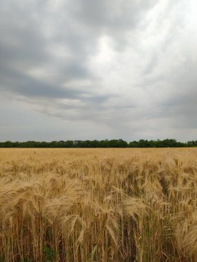 Güzel çayırlar ve ormanlar manzarası