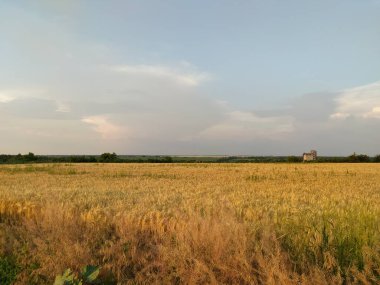 Güzel çayırlar ve ormanlar manzarası