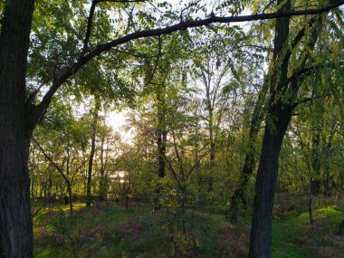 Güzel orman günbatımı manzarası