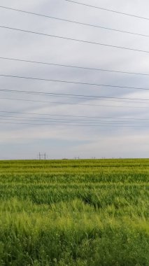 Güzel çayırlar ve ormanlar manzarası