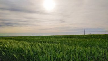 Güzel çayırlar ve ormanlar manzarası