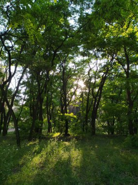 Güzel orman günbatımı manzarası
